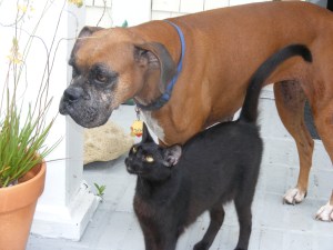 studio dog (milu) and Studio Cat (raisin) studio dog (milu) and Studio Cat (raisin)