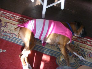 Muli in her anti anxiety Thundershirt shirt. Muli in her anti anxiety Thundershirt shirt.