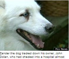 dog finds owner in hospital